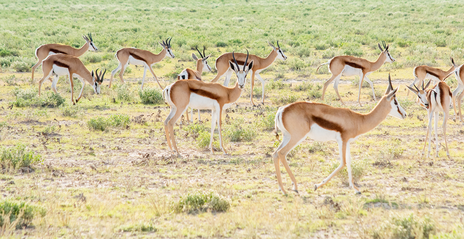 Central Kalahari Game Reserve