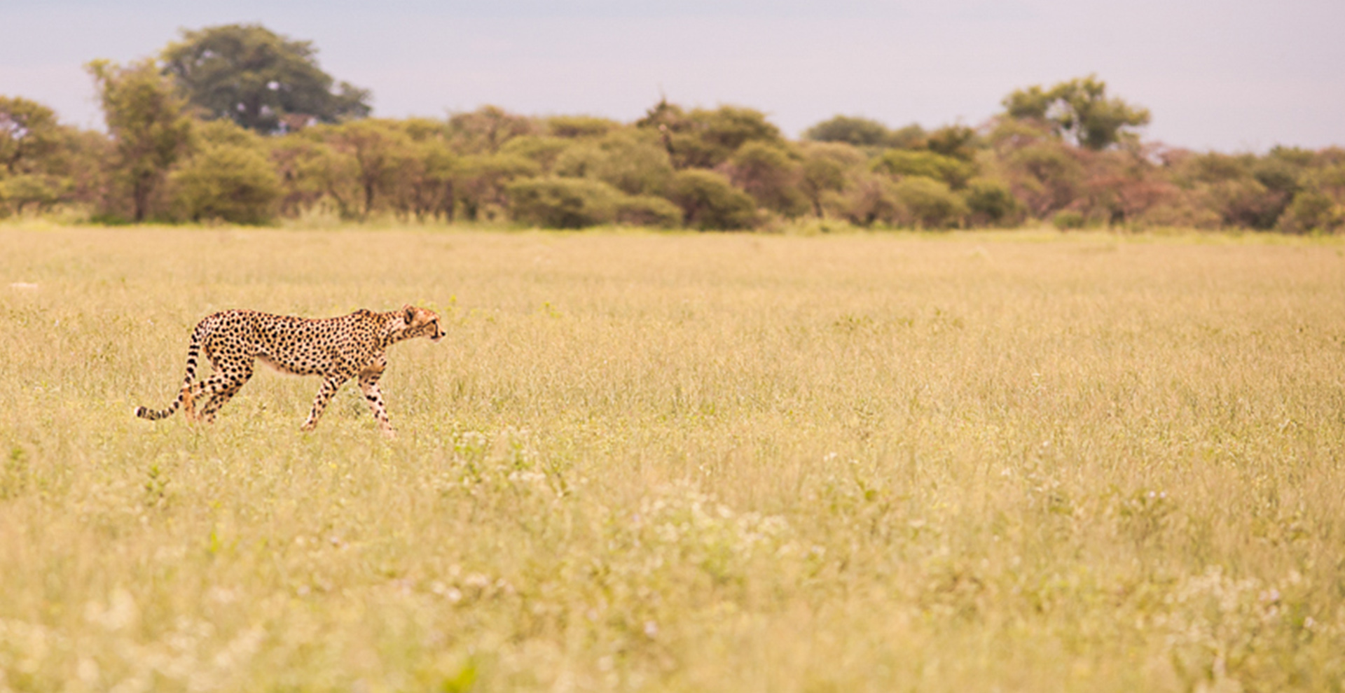 Makgadikgadi Pans National Park