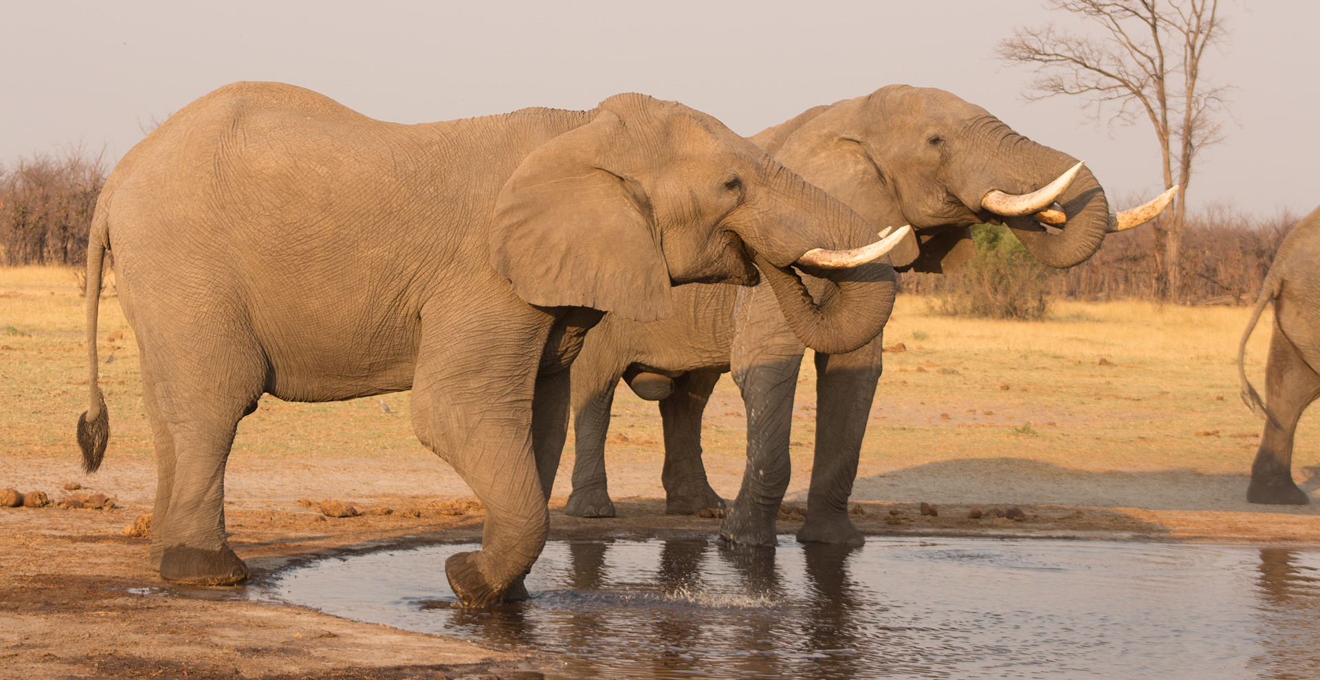 Elephant Trail