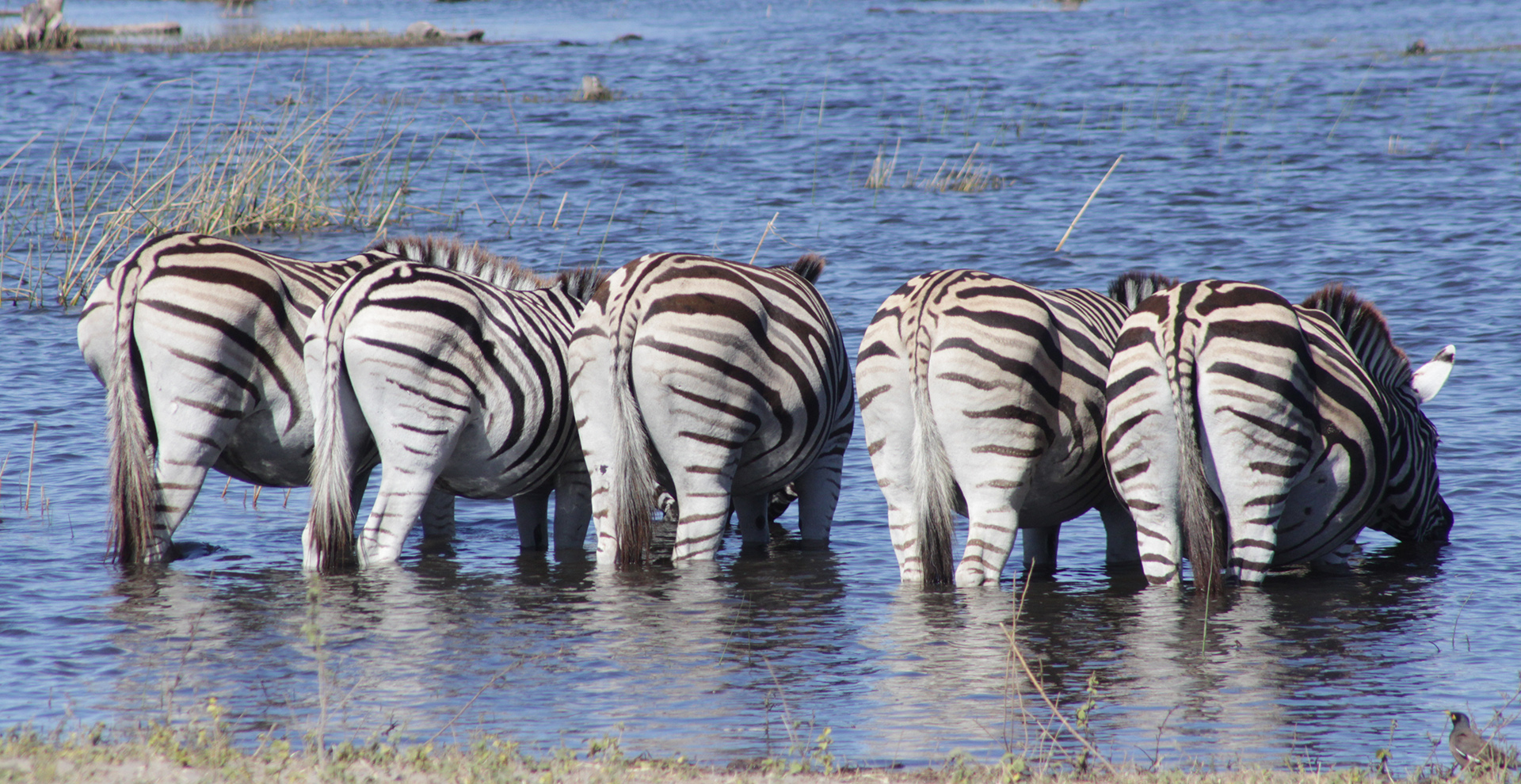 Zebra Trail